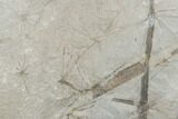Pennsylvanian Fossil Horsetail (Annularia) Plate - Kentucky #176770-1